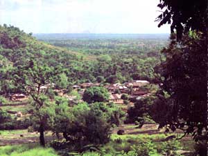 dry_forest.jpg (14852 bytes)
