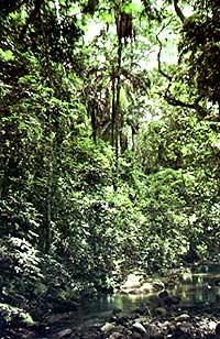 mangrove_01.jpg (25589 bytes)