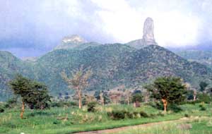 submontane.jpg (8701 bytes)